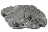 Plate of Six Red Embers Garnets in Graphite - Massachusetts #375779-1